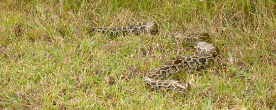 Reticulated python or Burmese python in Everglades National Park